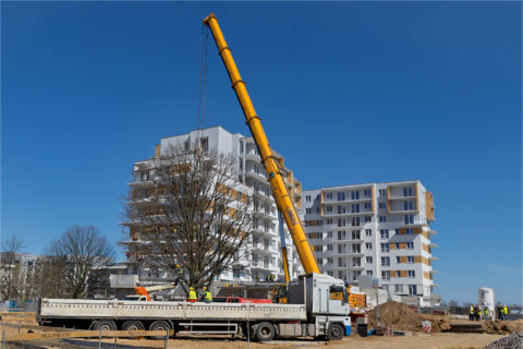 BARC Warszawa przesadza 70 tonowy dąb szypułkowy na osiedlu Comfort City przy pierwszym etapie Rubin