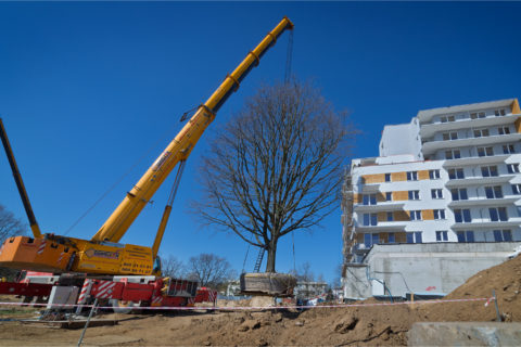 BARC Warszawa przesądził trzy dęby szypułkowe, każdy po 70 ton na osiedlu Comfort City_Tarchomin_Białołęka