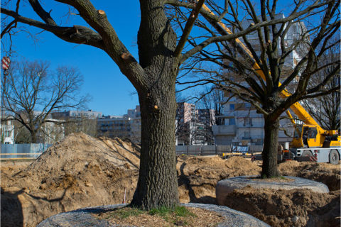 przesadzanie dębów_Barc Warszawa_osiedle Comfort City