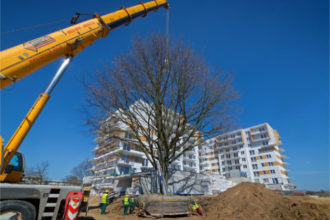 przesadzanie dębu_w tle Rubin_ pierwszy etap osiedla Comfort City_Barc Warszawa_Białołęka_Tarchomin