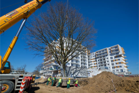 przesadzanie jednego z trzech 70-tonowych dębów_deweloper Barc Warszawa_Tarchomin_Białołęka