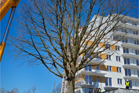 przesadzanie pierwszego z trzech dębów szypułkowych_na osiedlu Comfort City_Barc Warszawa_Białołęka_Tarchomin