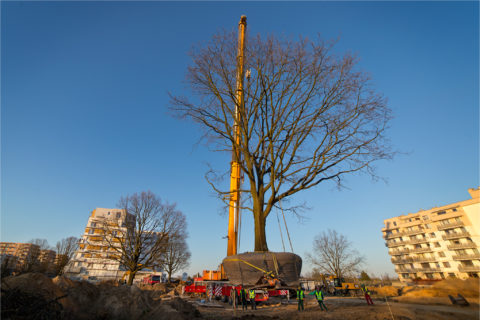 przesadzamy dęby szypułkowe na osiedlu Comfort City_ drugi etap Bursztyn_BARC Warszawa_Tarchomin_Białołęka_1