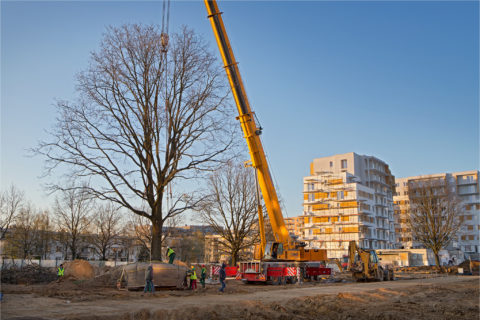 przesadzamy dęby szypułkowe na osiedlu Comfort City_ drugi etap Bursztyn_BARC Warszawa_Tarchomin_Białołęka_1przesadzamy dęby szypułkowe na osiedlu Comfort City_ drugi etap Bursztyn_BARC Warszawa_Tarchomin_Białołęka_1