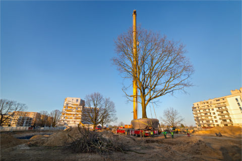przesadzamy dęby szypułkowe na osiedlu Comfort City_ drugi etap Bursztyn_BARC Warszawa_Tarchomin_Białołęka_1