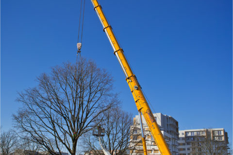 przesadzamy dęby szypułkowe na osiedlu Comfort City_ drugi etap Bursztyn_BARC Warszawa_Tarchomin_Białołęka_1