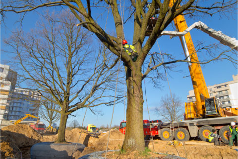 przesadzamy dęby szypułkowe na osiedlu Comfort City_ drugi etap Bursztyn_BARC Warszawa_Tarchomin_Białołęka_1
