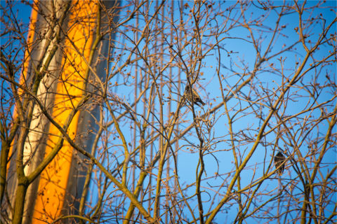 przesadzamy dęby szypułkowe na osiedlu Comfort City_ drugi etap Bursztyn_BARC Warszawa_Tarchomin_Białołęka_1