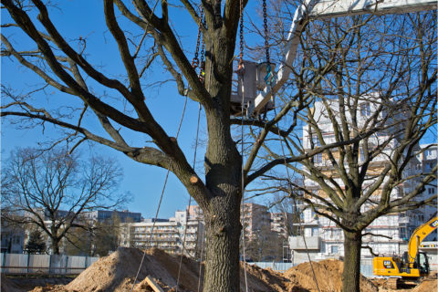 przesadzamy dęby szypułkowe na osiedlu Comfort City_ drugi etap Bursztyn_BARC Warszawa_Tarchomin_Białołęka_1