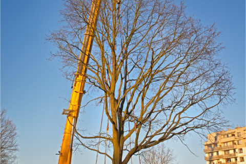 przesadzamy dęby szypułkowe na osiedlu Comfort City_ drugi etap Bursztyn_BARC Warszawa_Tarchomin_Białołęka_1