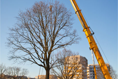 przesadzamy dęby szypułkowe na osiedlu Comfort City_ drugi etap Bursztyn_BARC Warszawa_Tarchomin_Białołęka_1