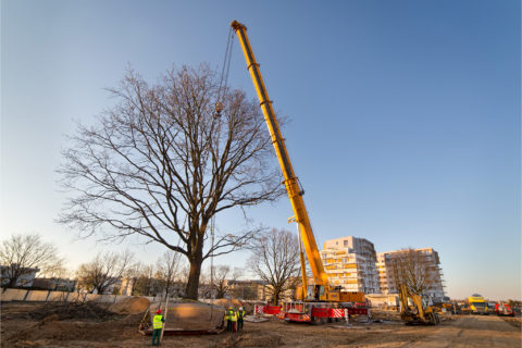 przesadzamy dęby szypułkowe na osiedlu Comfort City_ drugi etap Bursztyn_BARC Warszawa_Tarchomin_Białołęka_1