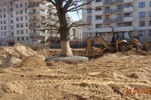 kolejny dąb gotowy do przesadzania_marzec 2020