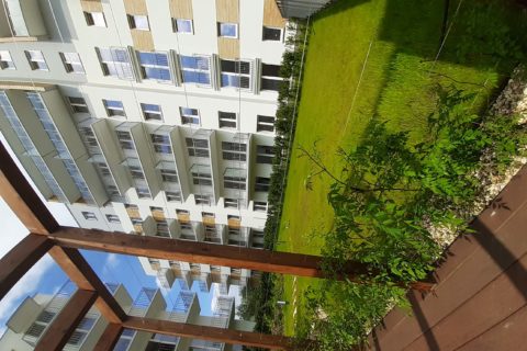 pnącze na pergoli Comfort City Bursztyn czerwiec 2020