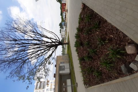 widok z patio Comfort City Bursztyn i uratowany dąb