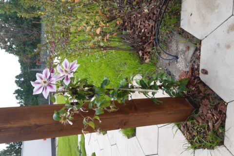 pierwsze nasadzenia roślin na patio Comfort City Ametyst wrzesień 2020