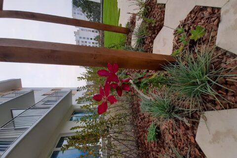 pierwsze nasadzenia roślin na patio Comfort City Ametyst wrzesień 2020