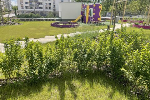 Comfort City Ametyst zielone patio maj 2021