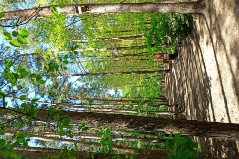 Park leśny przy osiedlu Comfort City Białołęka